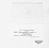 Entomophaga grylli image